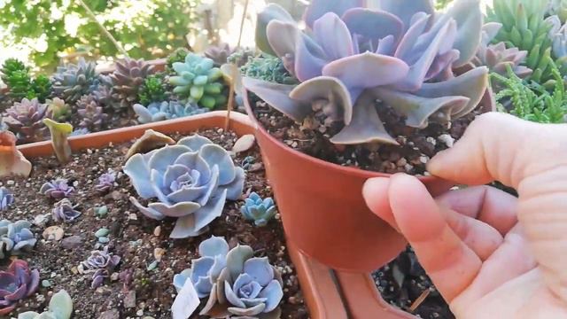 echeveria trumpete bakımı💯ve çoğaltması смотреть онлайн
