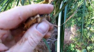 пальма погибла