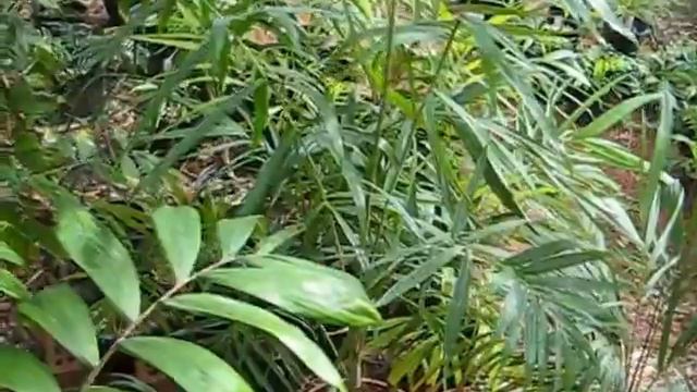 Dypsis video 3 смотреть онлайн