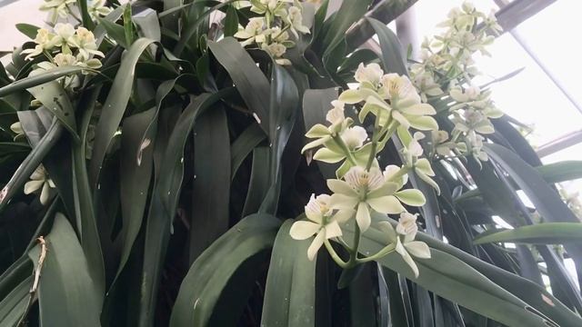 Prosthechea radiata in flower смотреть онлайн