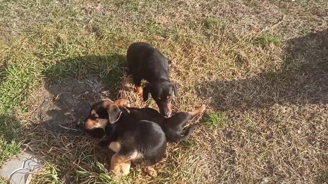 3 января 2023 года.Весенняя погода в Астраханской области. Питомцы на участке ?. Рыба не клюёт.