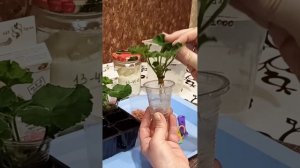 Укоренение черенков Пеларгонии зимой. Делюсь своим опытом. Сорт Dynasty Daji.