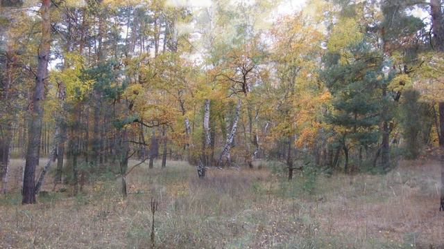 Лиман.Осенний лес. смотреть онлайн