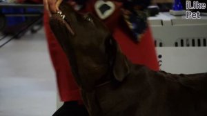 5 отличий между золотистым ретривером и лабрадором-ретривером