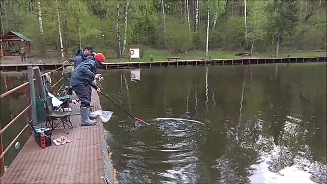 Четыре рыбы подряд на одну блесну. Клёвое место, Лосиный остров, спорт-зона. смотреть онлайн