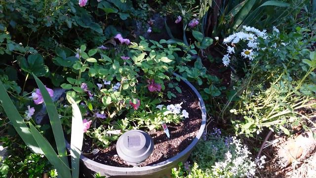 Front Garden Tour on July 4th, things are blooming gorgeously!