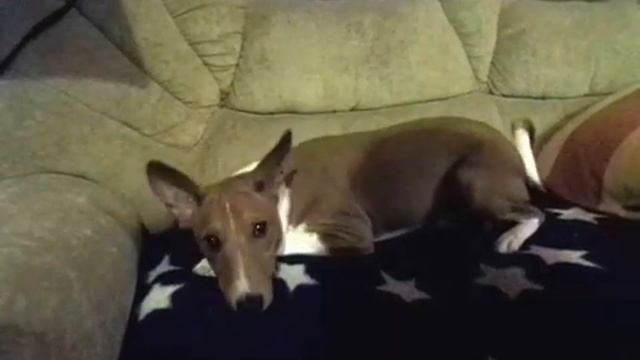 Басенджи немножко порыл #0016 смотреть онлайн