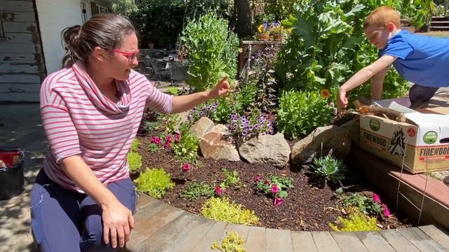 Planting a colorful flower border with Supertunia ‘Royal Magenta’ and ‘Lemon Coral’ Sedum смотреть онлайн