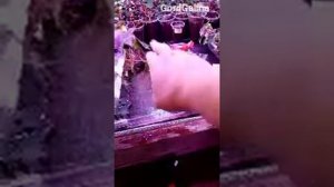 Бегония соления.