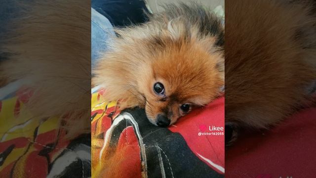 Like_7298281530261841912.mp4 смотреть онлайн