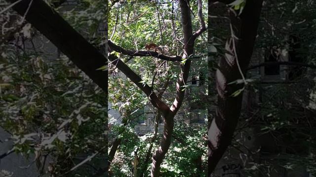 Белки никак не дойдут за орехами#nature#animals#squirrel#животные#белка смотреть онлайн