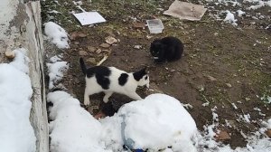 Милый белый кот.