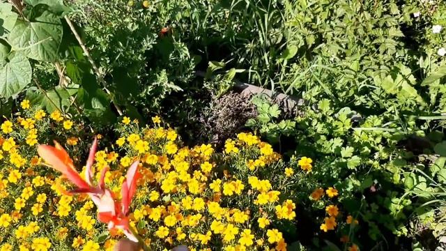 Новая теплица, огурцы, бардак для счастья!! смотреть онлайн