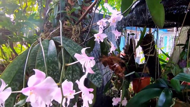 My small nursery at home | Phalaenopsis Schilleriana Orchid смотреть онлайн