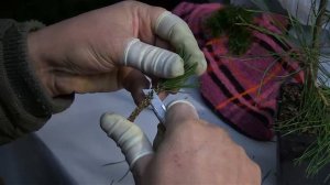 Прививка сосны. Сосна горная Мопс