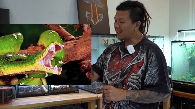 EMERALD TREE BOA - Corallus Caninus || ULAR TIDAK BERBISA TAPI TETAP BERBAHAYA !!! смотреть онлайн