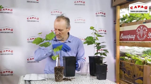 Пересадка саженцев винограда смотреть онлайн