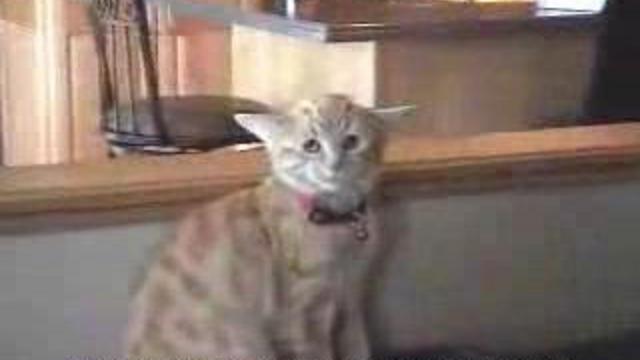 Необычный кот у которого четыре уха смотреть онлайн