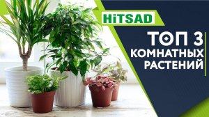 ТОП 3 Самых модных Комнатных растений  Лучшие Комнатные растения