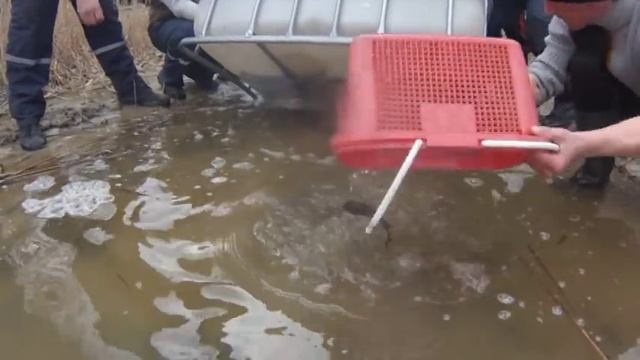 зарыбление водоёма белым амуром смотреть онлайн