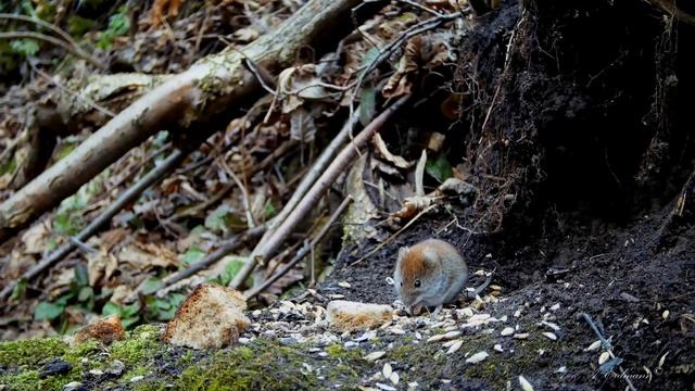 TRAIL CAMERAS IN THE WOODS Фотоловушка у норы мышевидных грызунов-2 смотреть онлайн