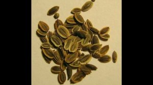 УКРОПНАЯ ВОДА или что лечит укроп - рецепты