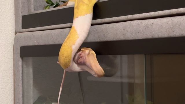 The Most Kept Pet Snakes: Training Tuesday 12 July 2022 смотреть онлайн