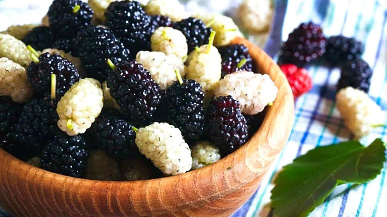 Шелковица/Тутовник | Полезные свойства и как её выращивают смотреть онлайн