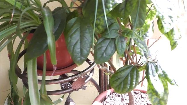 ВЛОГ - Мои цветы на балконе, развожу фиалки