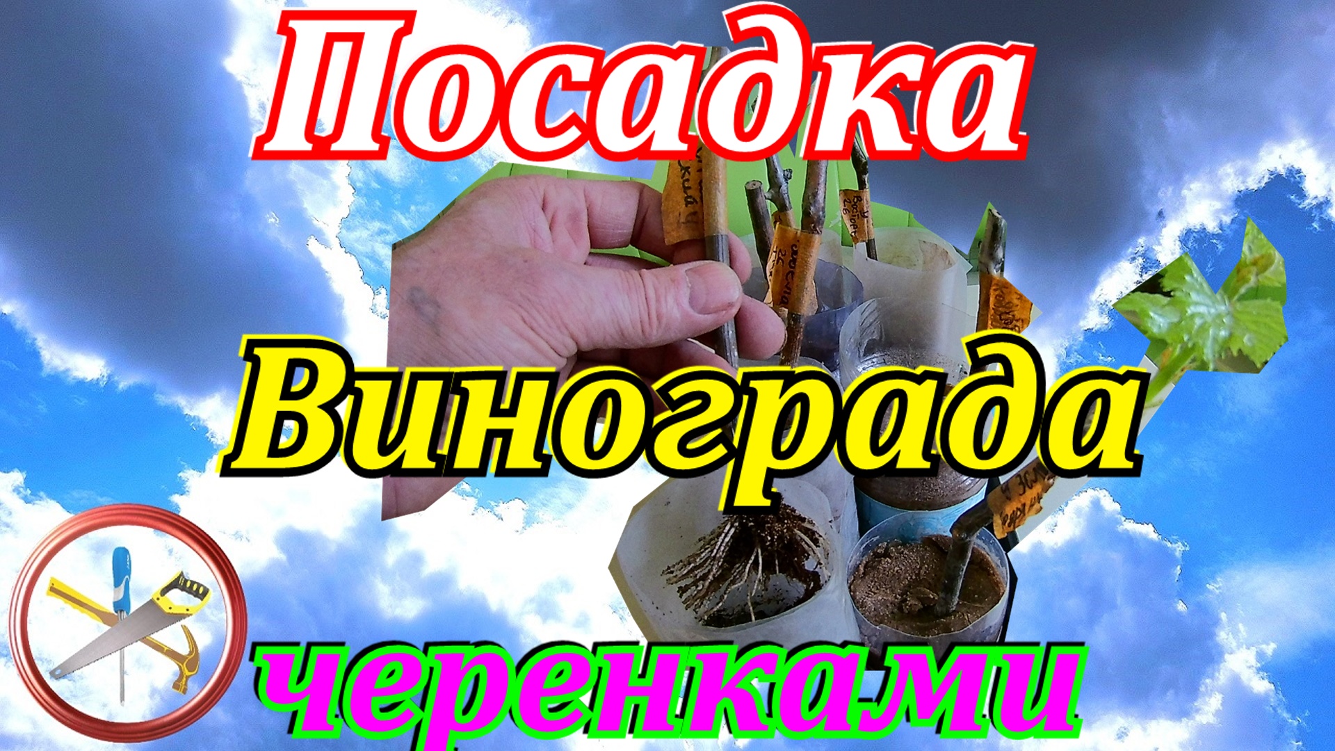 Посадка винограда черенками.Как посадить виноград черенками. смотреть онлайн