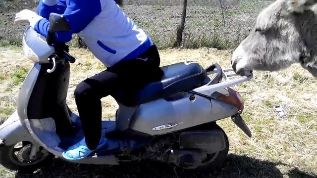 Упрямый осёл на дороге (взаимная подписка ) смотреть онлайн