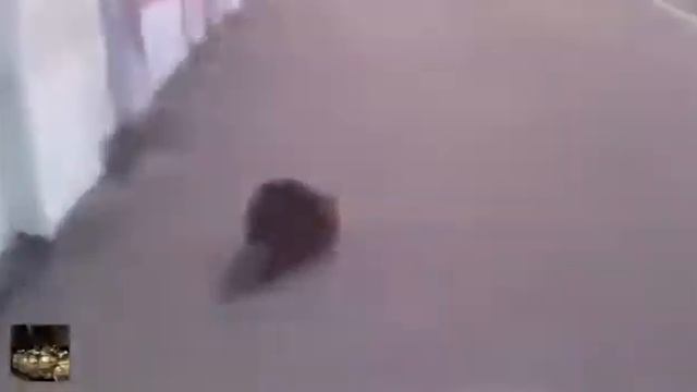 Панков и бобры смотреть онлайн