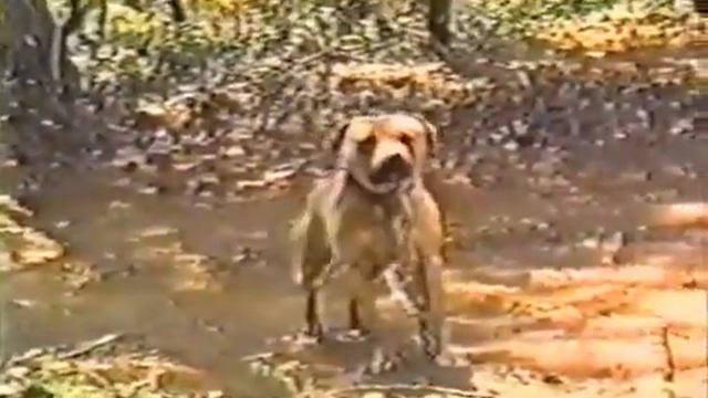 True game PitbullDog #gameness #pitbull #viral #dogs смотреть онлайн