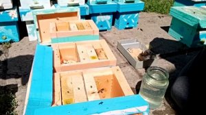 Вывод пчеломаток. Заселение нуклеусов для облета пчеломаток