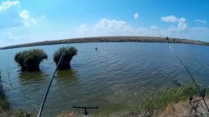 Карп на народные насадки. Ловля карпа летом на горох в озере.