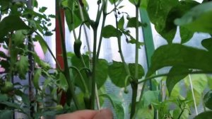 Как правильно пасынковать перец, чтобы добиться максимального урожая.