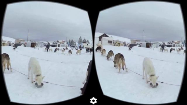 3D VR! 306 video The Leader Dog on the snow смотреть онлайн