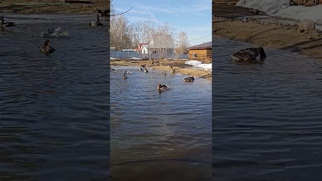 Тулузские гуси купаются в своём пруду на участке в деревне... Весна 2023 года. смотреть онлайн