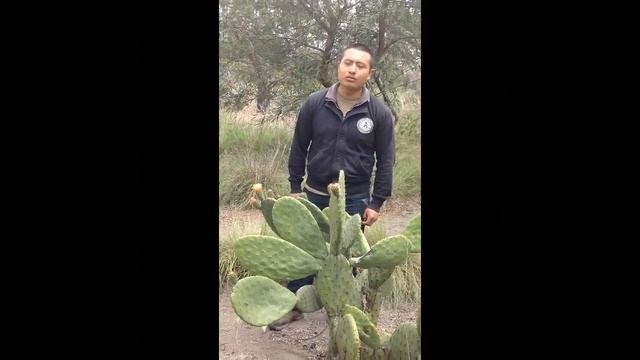 La tuna, Opuntia ficus indica смотреть онлайн