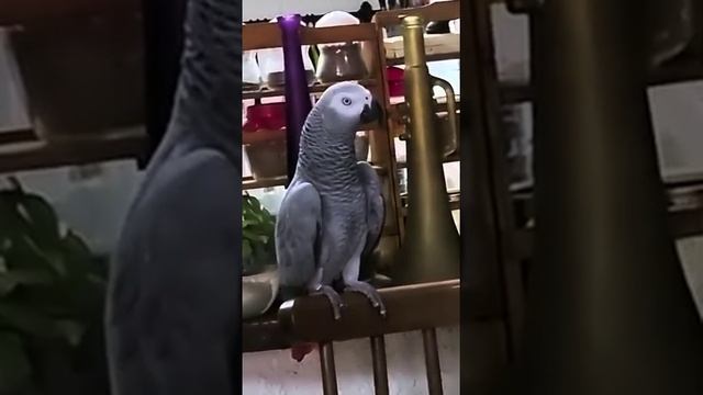 западает кнопка 9...