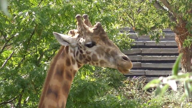 ► Un troupeau de girafes dans leur enclos au Zoo de Vincennes (Parc Zoologique de Paris) смотреть онлайн