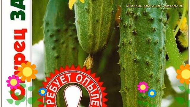 Огурец партенокарпический Забияка F1. Краткий обзор, описание cucumis sativus Zabiiaka F1 смотреть онлайн