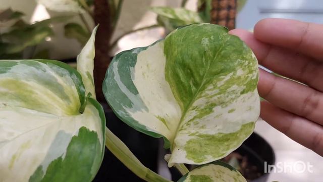 TANAMAN HIAS EPIPREMNUM MANJULA POTHOS | Si Cantik Sirih Mangkok