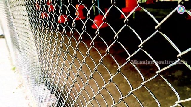 fencing net is best for poultry farm ? broiler farm gi net turn around long lasting 10 years+ смотреть онлайн