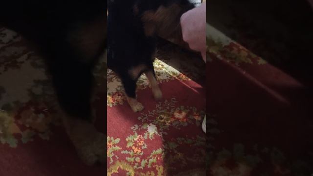 Собакен и Цитрус смотреть онлайн