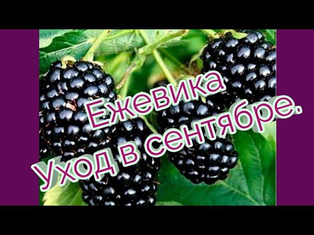 Ежевика.Уход в сентябре .Подготовка к зимовке. смотреть онлайн