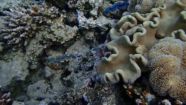 Малек кориса клоуна и коралл Turbinaria смотреть онлайн
