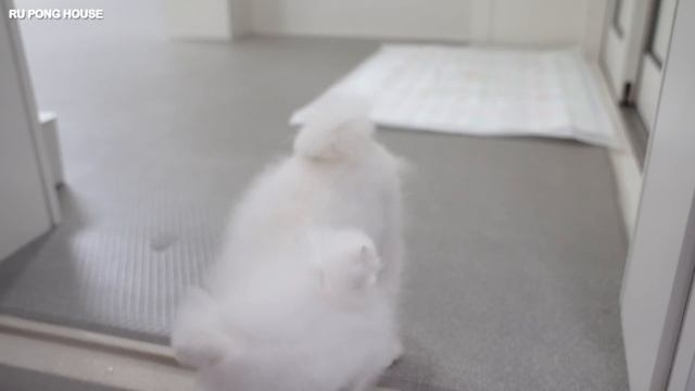 우당탕탕 전퐁키 봄날의 햇살 전루디 [루퐁이 일상 V-LOG] смотреть онлайн