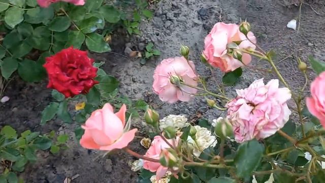 Троянди Жарден де Франс, Мон Петіт Шу, Шекерберг, Ред Ай смотреть онлайн