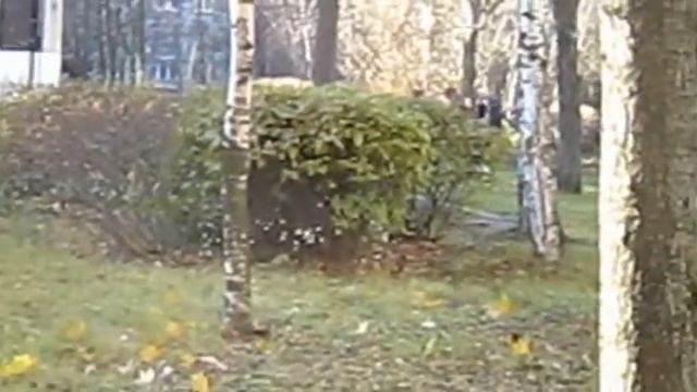купить комнату во фрунзенском районе на ул турку#метро Международная#Санкт-Петербург смотреть онлайн